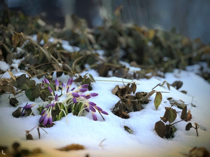 Processed with Focos