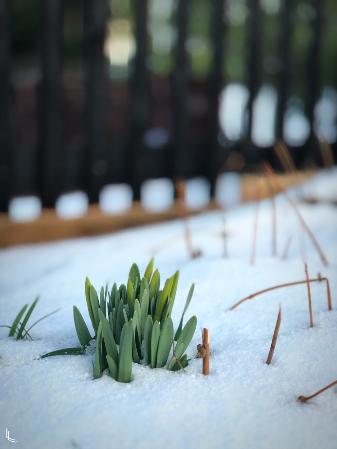 Processed with Focos