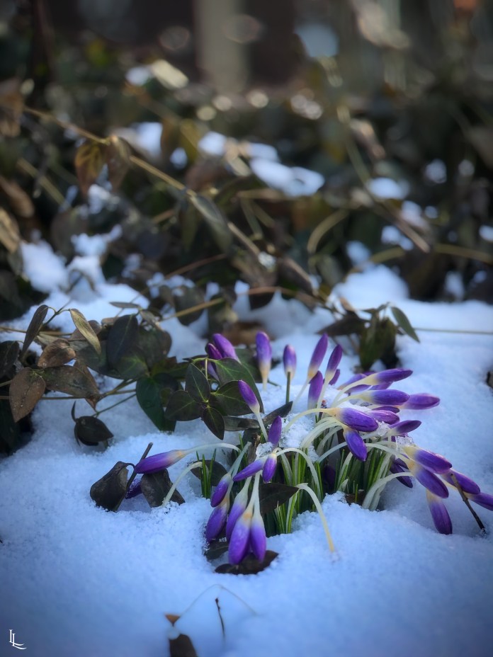 Processed with Focos