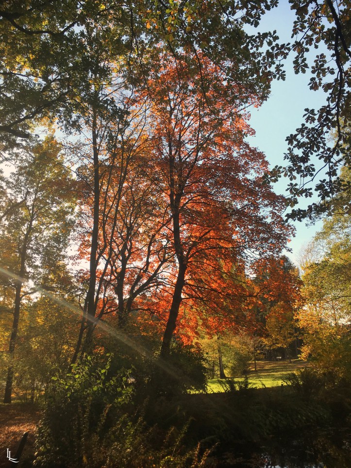 lina-levien-autumn-fall (11)