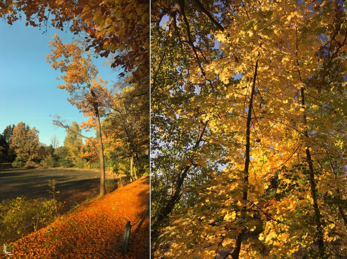 lina-levien-autumn-fall (17)