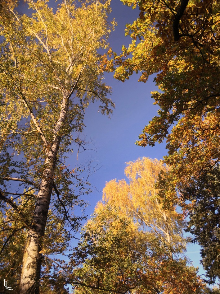lina-levien-autumn-fall (19)