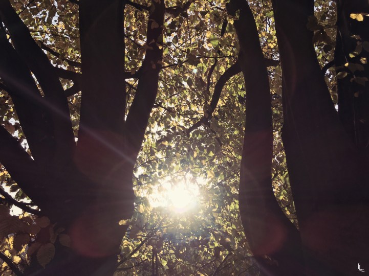 lina-levien-autumnal-sun