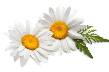lina-levien-chamomile