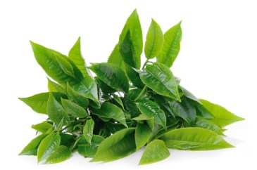 lina-levien-green-tea-leaves