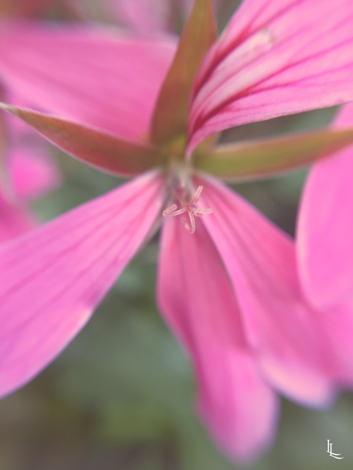 lina-levien-my-mode-garden (2)