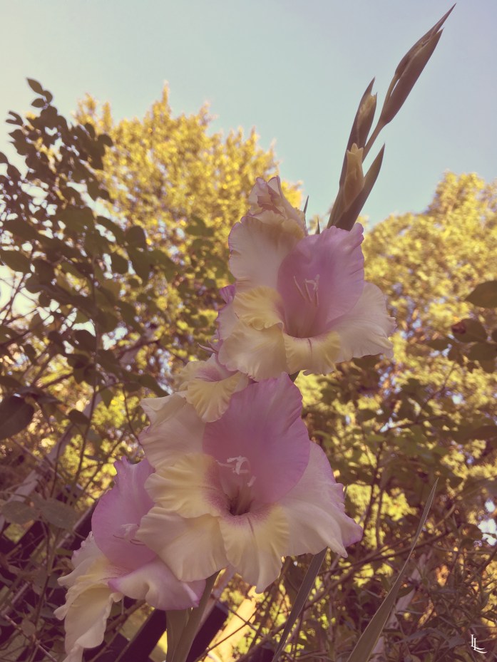 lina-levien-my-mode-garden (4)