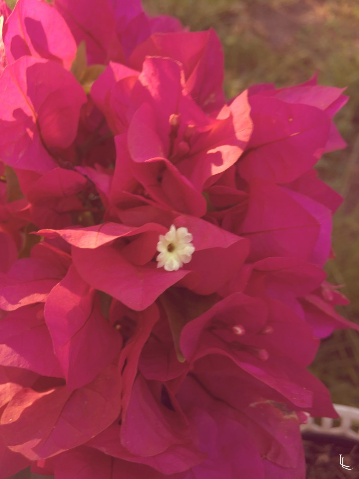 lina-levien-my-mode-garden (5)