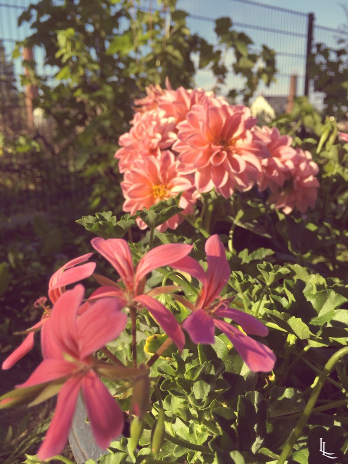 lina-levien-my-mode-garden