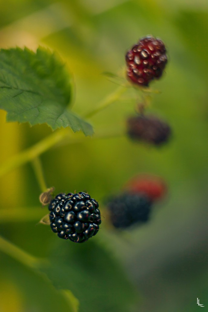lina-levien-my-mode-polka-dot-petit-poa-blackberries