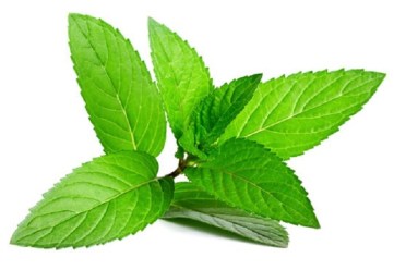 lina-levien-peppermint