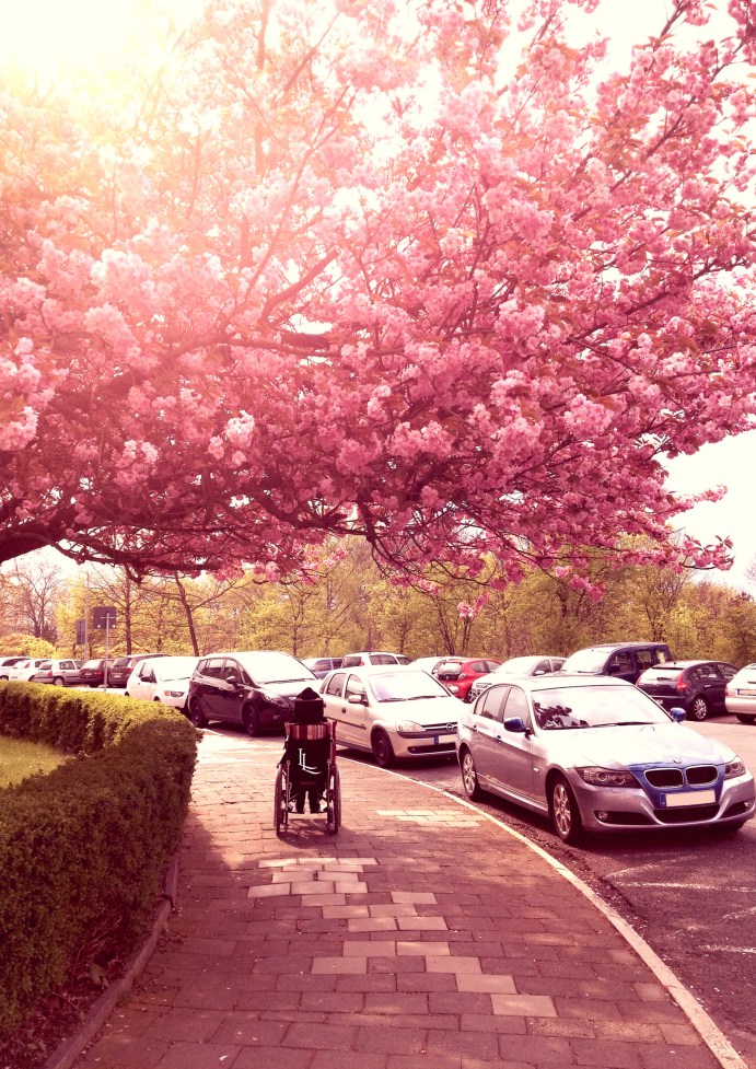 lina-levien-rolling-chair (2)