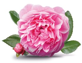 LL-damask-rose-bulgaria-rose-water-cleopatra-beauty-secrets