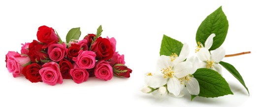 LL-jasmine-rose-flower-essence-cleopatra-beauty-secrets