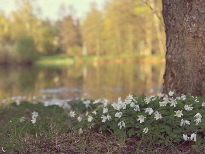 lina-levien-heels-on-wheels-stadtpark (2)