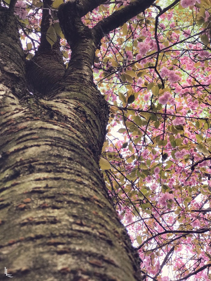 lina-levien-sakura-outfit (14)