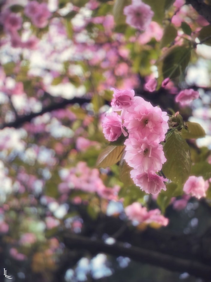 lina-levien-sakura-outfit (9)