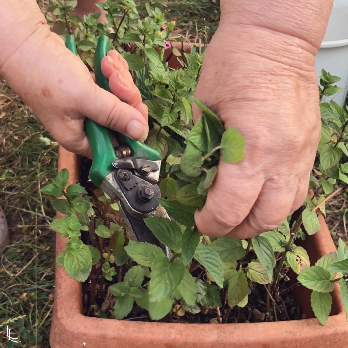 lina-levien-granny-peppermint