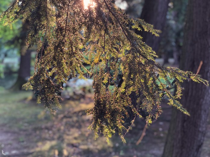 lina-levien-stadtpark-summer (3)