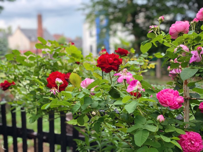 lina-levien-garden (6)