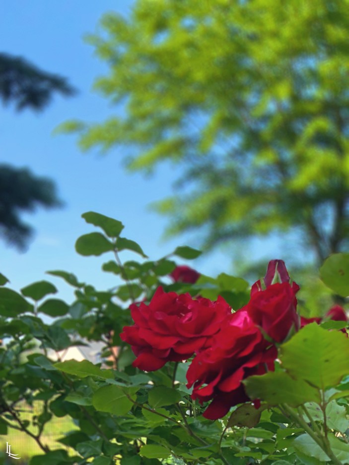 lina-levien-garden (7)