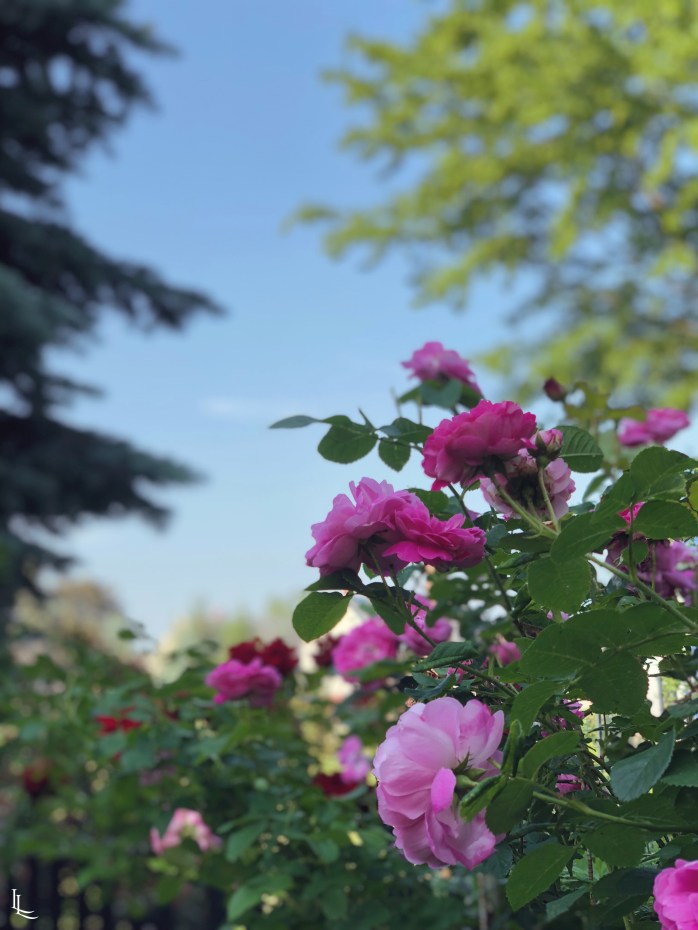 lina-levien-garden (8)