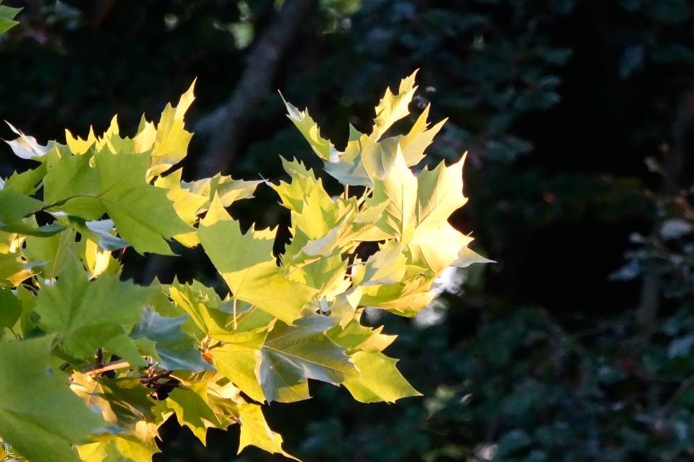 de08b559-a69d-46ad-b627-30e2ceb7a27e