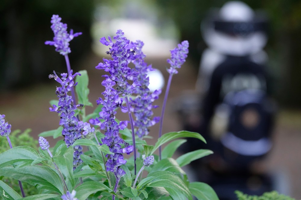 lina-levien-park (11)