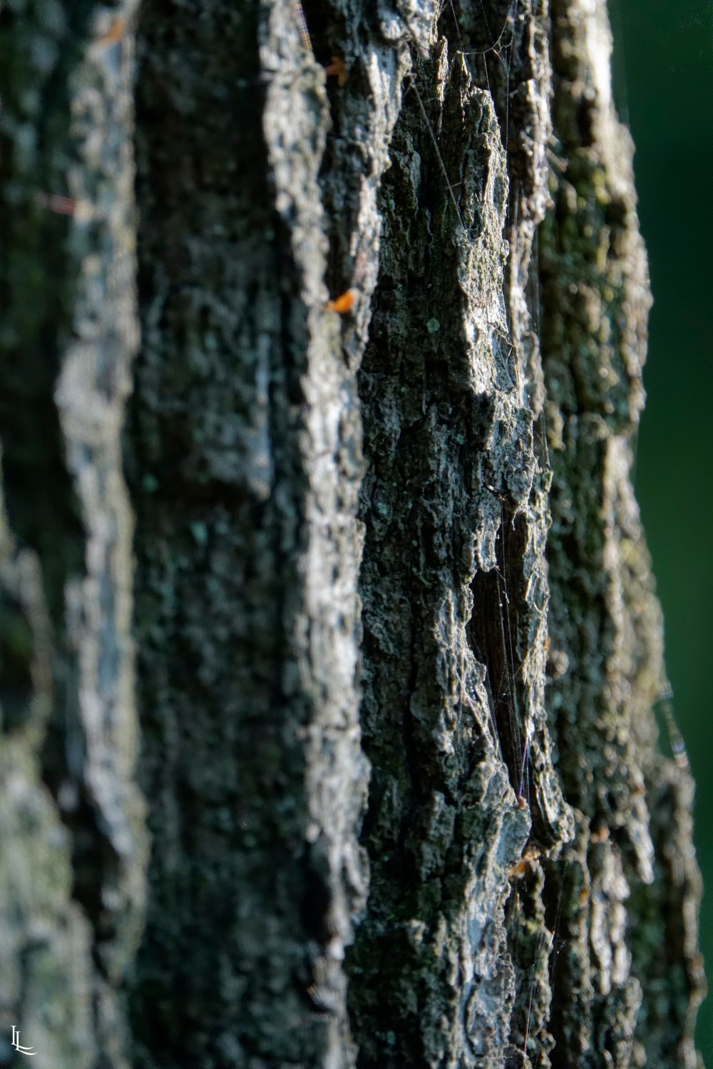 lina-levien-park (14)