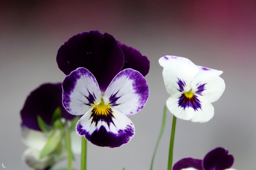 lina-levien-park (17)