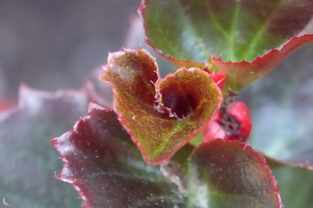 lina-levien-park (18)