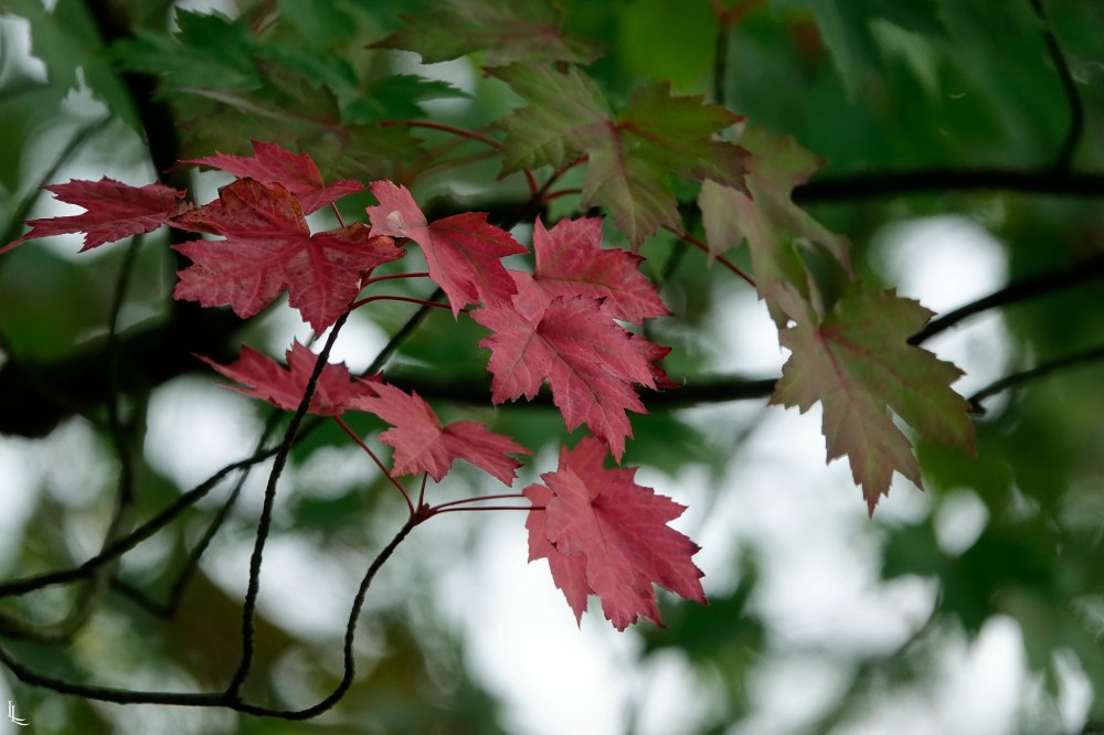 lina-levien-park (21)