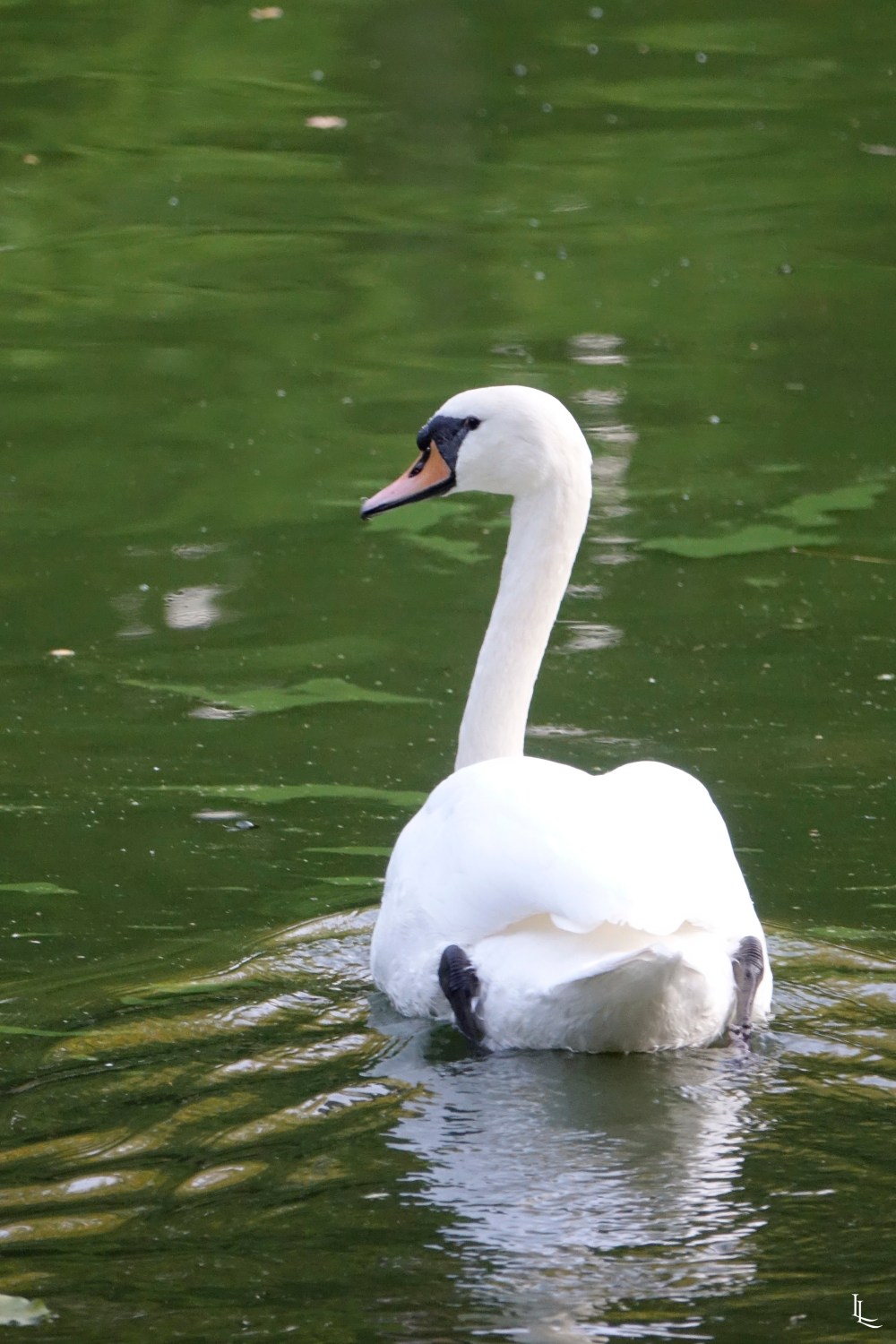 lina-levien-park (23)