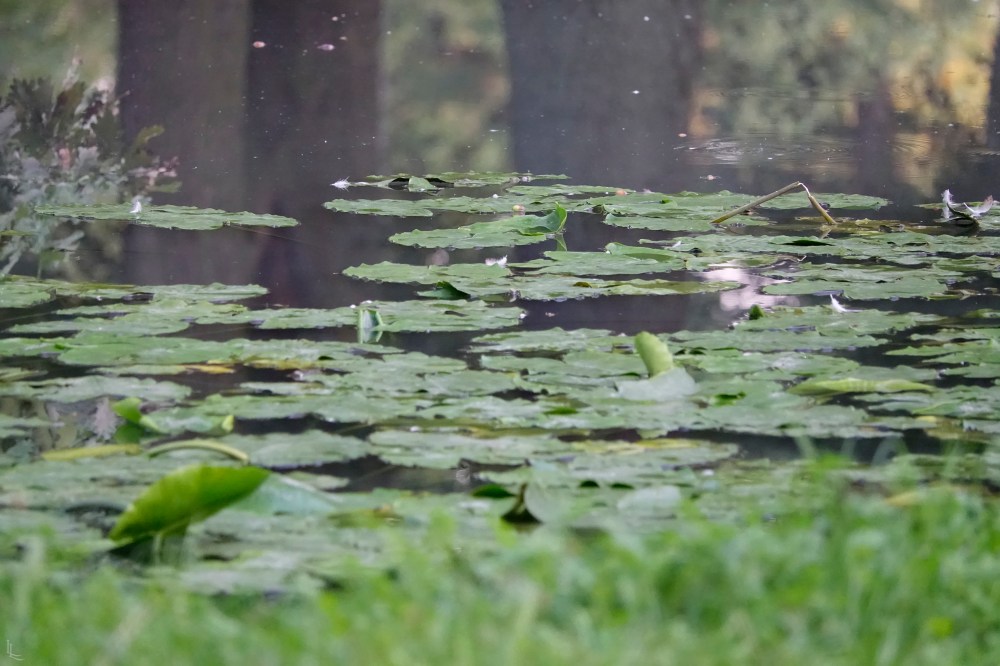 lina-levien-park (26)