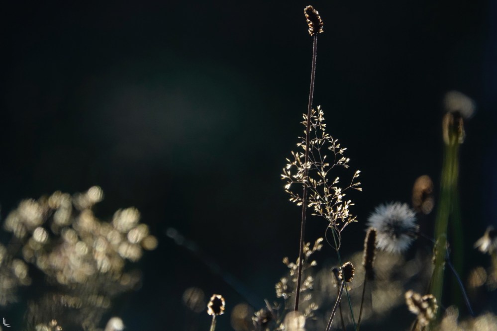 lina-levien-garden-rolls (10)