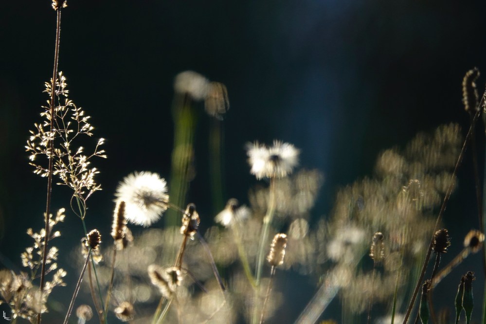 lina-levien-garden-rolls (11)