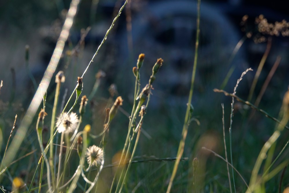 lina-levien-garden-rolls (3)