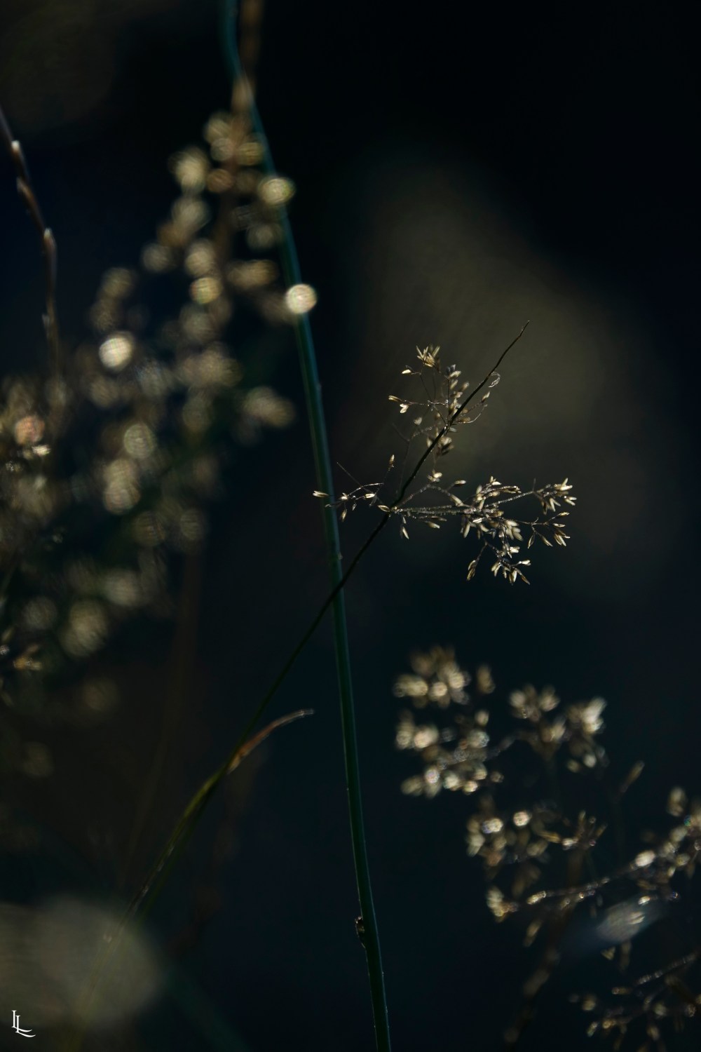 lina-levien-garden-rolls (4)