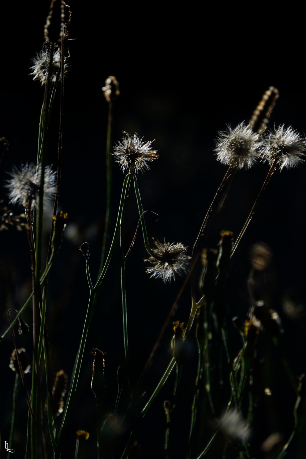 lina-levien-garden-rolls (5)