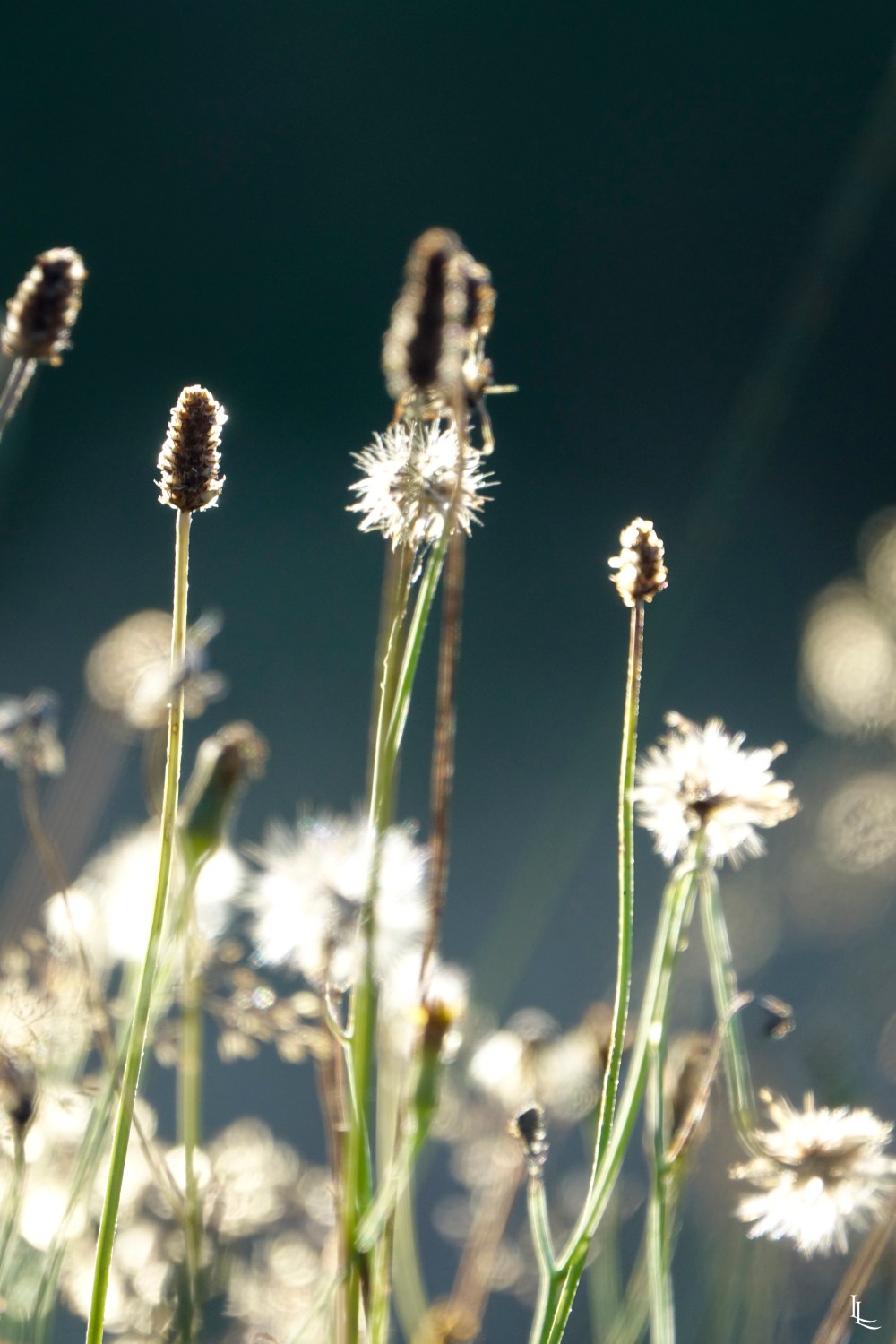 lina-levien-garden-rolls (6)