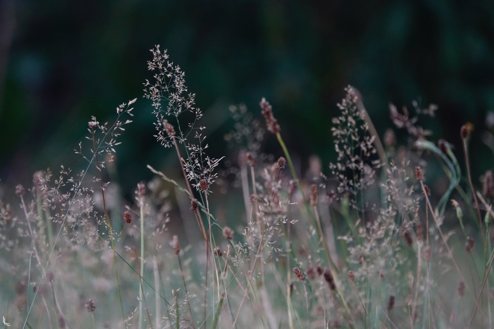 lina-levien-garden-rolls (7)