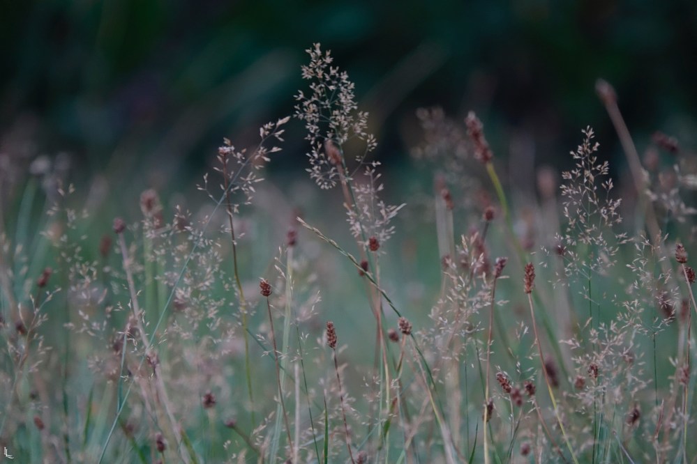 lina-levien-garden-rolls (8)