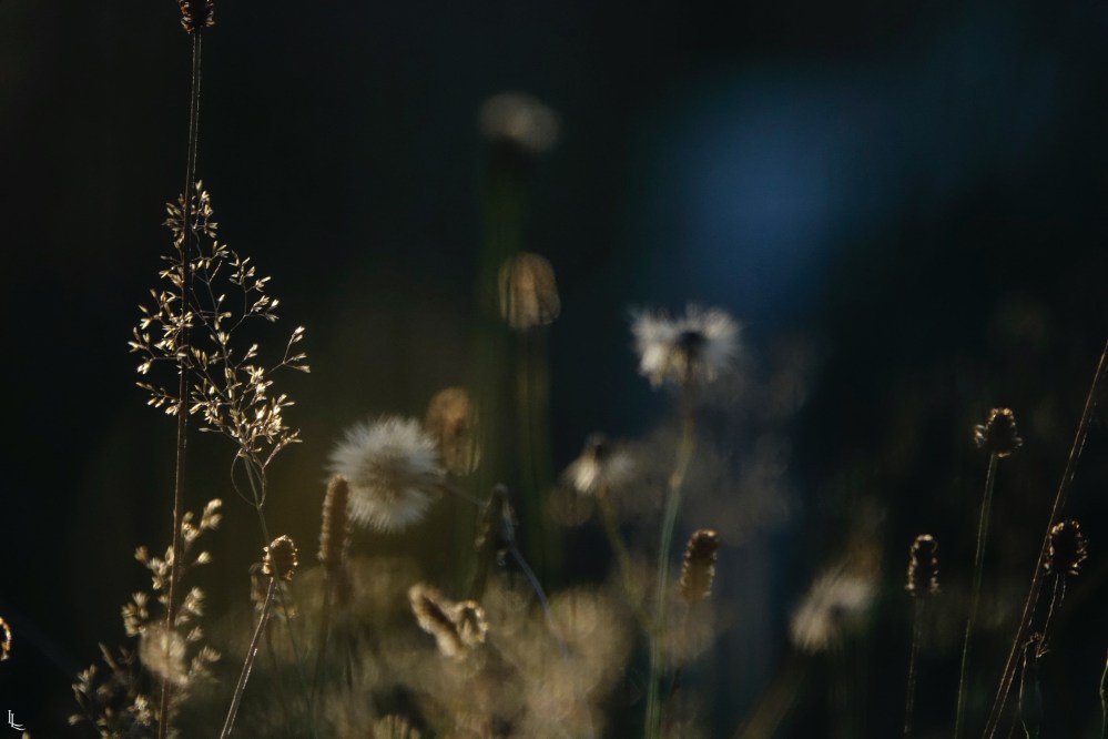 lina-levien-garden-rolls (9)